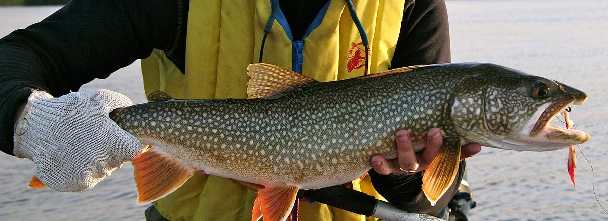 How to Have the Best Trout Fishing Experience in Ontario | by Alchemy Insurance Agency | Medium