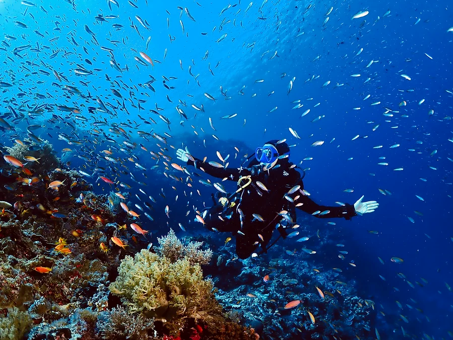 Immagine che contiene immersione, subacqueo, nuotare, Biologia marina Descrizione generata automaticamente