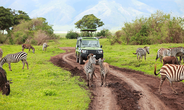 Safari Experience